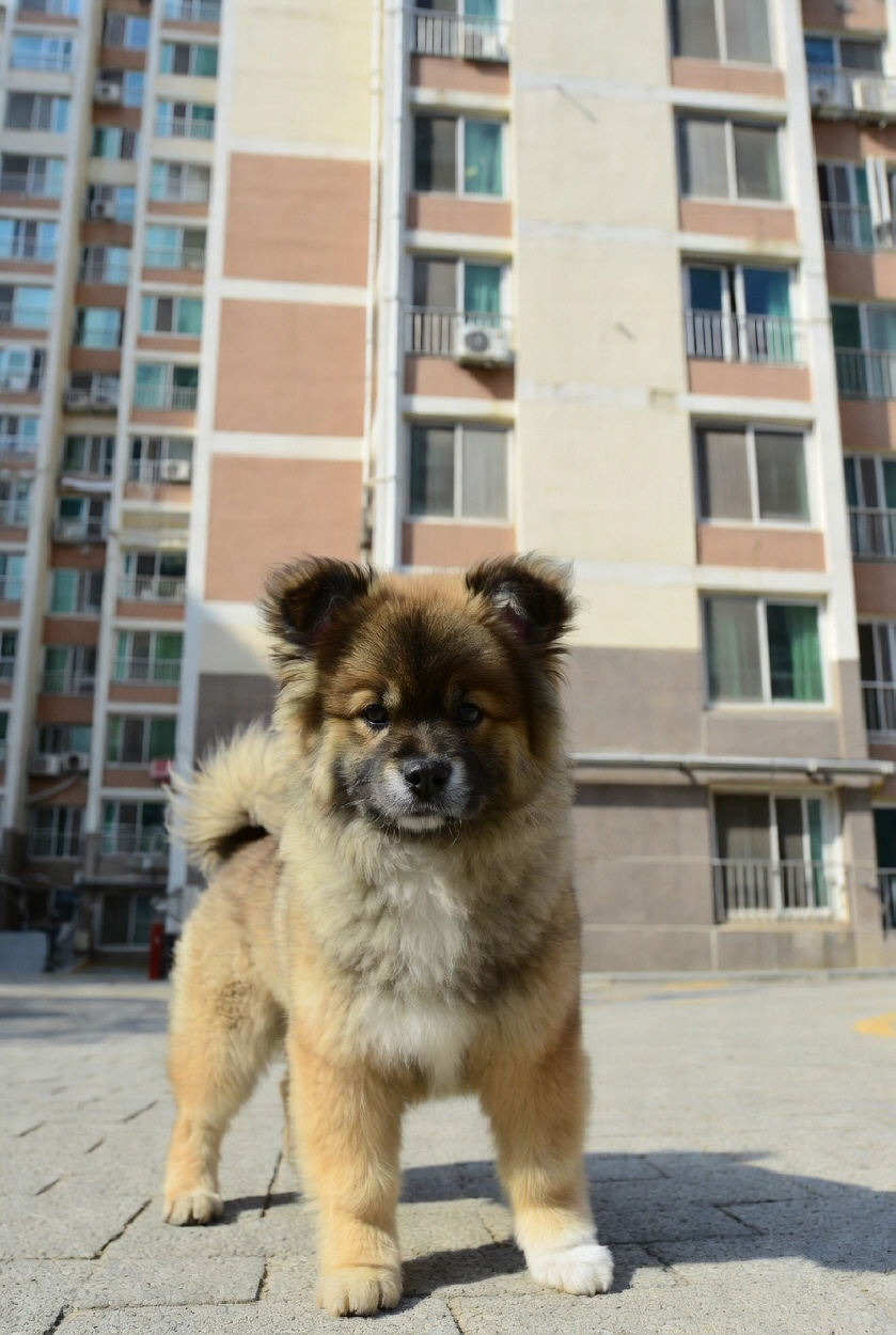 고양이가 화장실을 가리지 않을 때 배변훈련