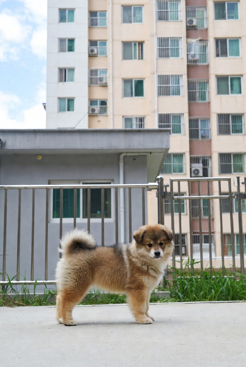 강아지 눈물자국 관리법