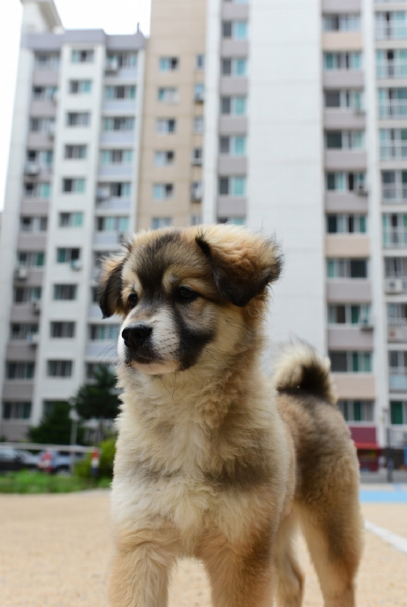 고양이가 화장실을 가리지 않을 때 배변훈련