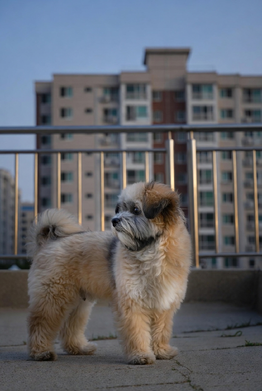 강아지들이 하울링하는 이유