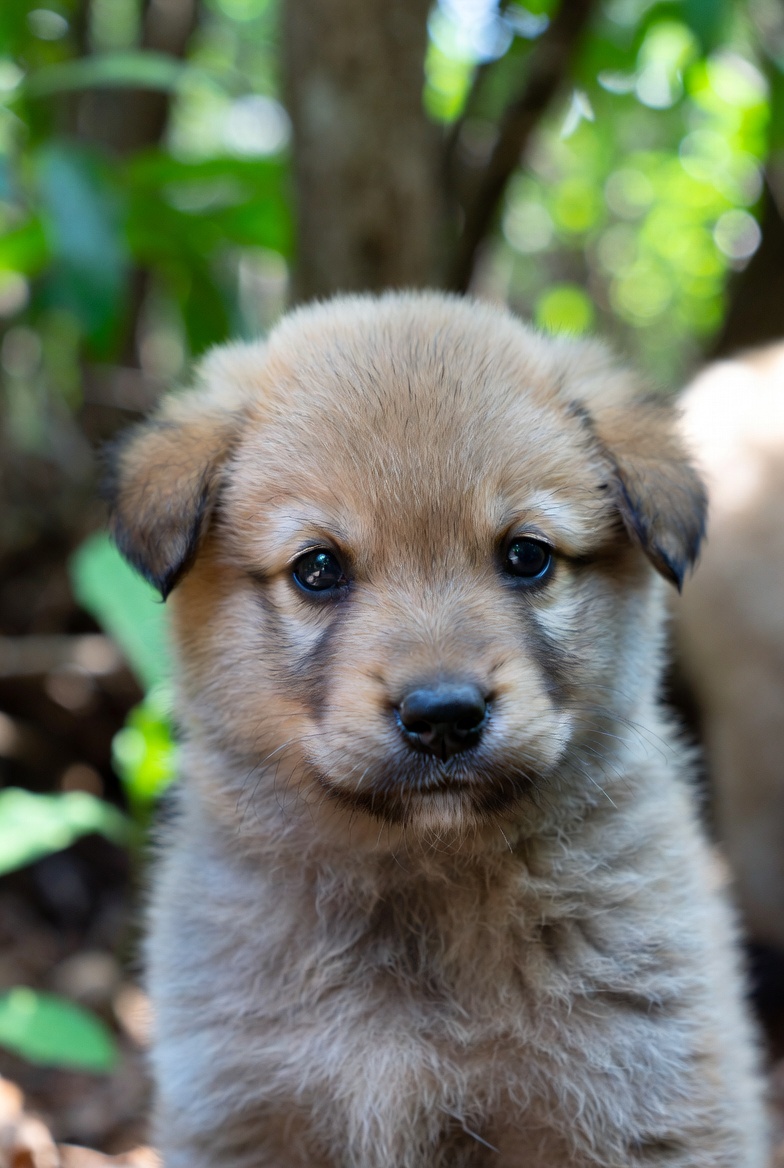 강아지 사료 바꾸는 방법