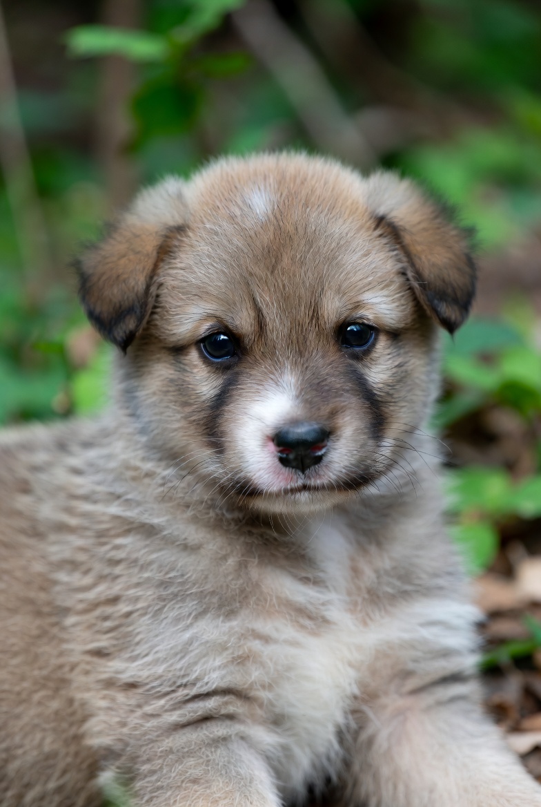 새끼 강아지 예방접종 시기와 관리방법