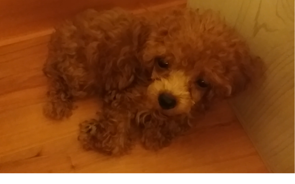강아지하울링