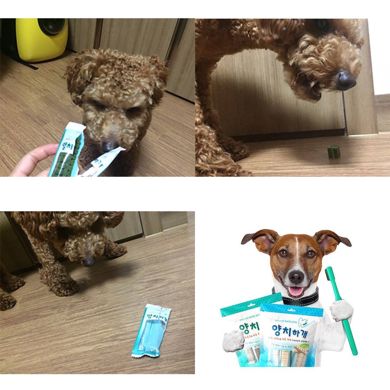 양치하개 강아지 덴탈껌 24p 썸네일 모음 이미지